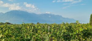 dégustation vin lavaux