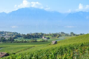 dégustation vin lavaux